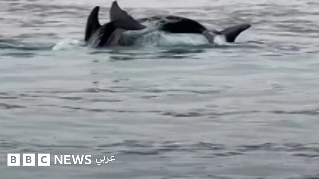 Dolphins Delight: A Playful Display Off the Coast of Taghazout, Morocco