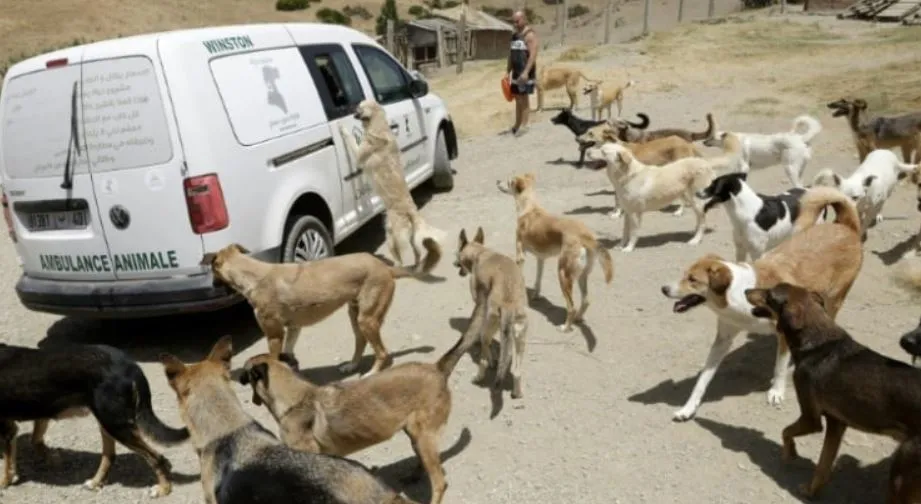 Concerns Over Stray Dogs in Marrakech Ahead of World Cup 2030
