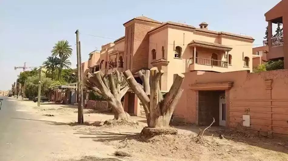 Outrage in Marrakech Over the Cutting of Ancient Trees