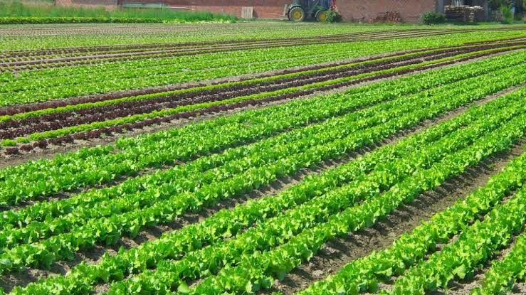Significant Growth in Vegetable Farming in Casablanca-Settat: A 12% Increase