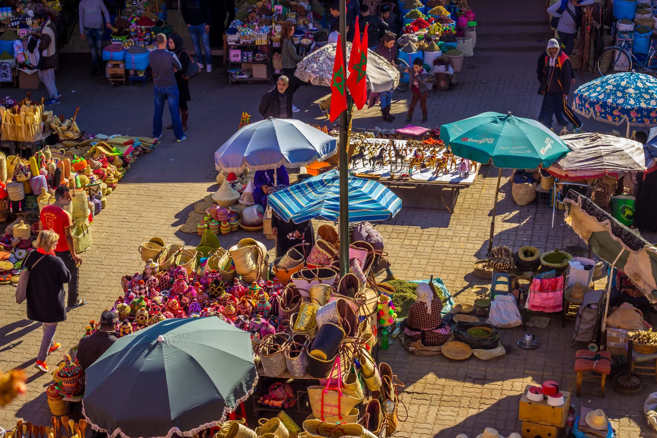 Petition Demands Action Against Animal Exploitation in Marrakech's Tourism Sector
