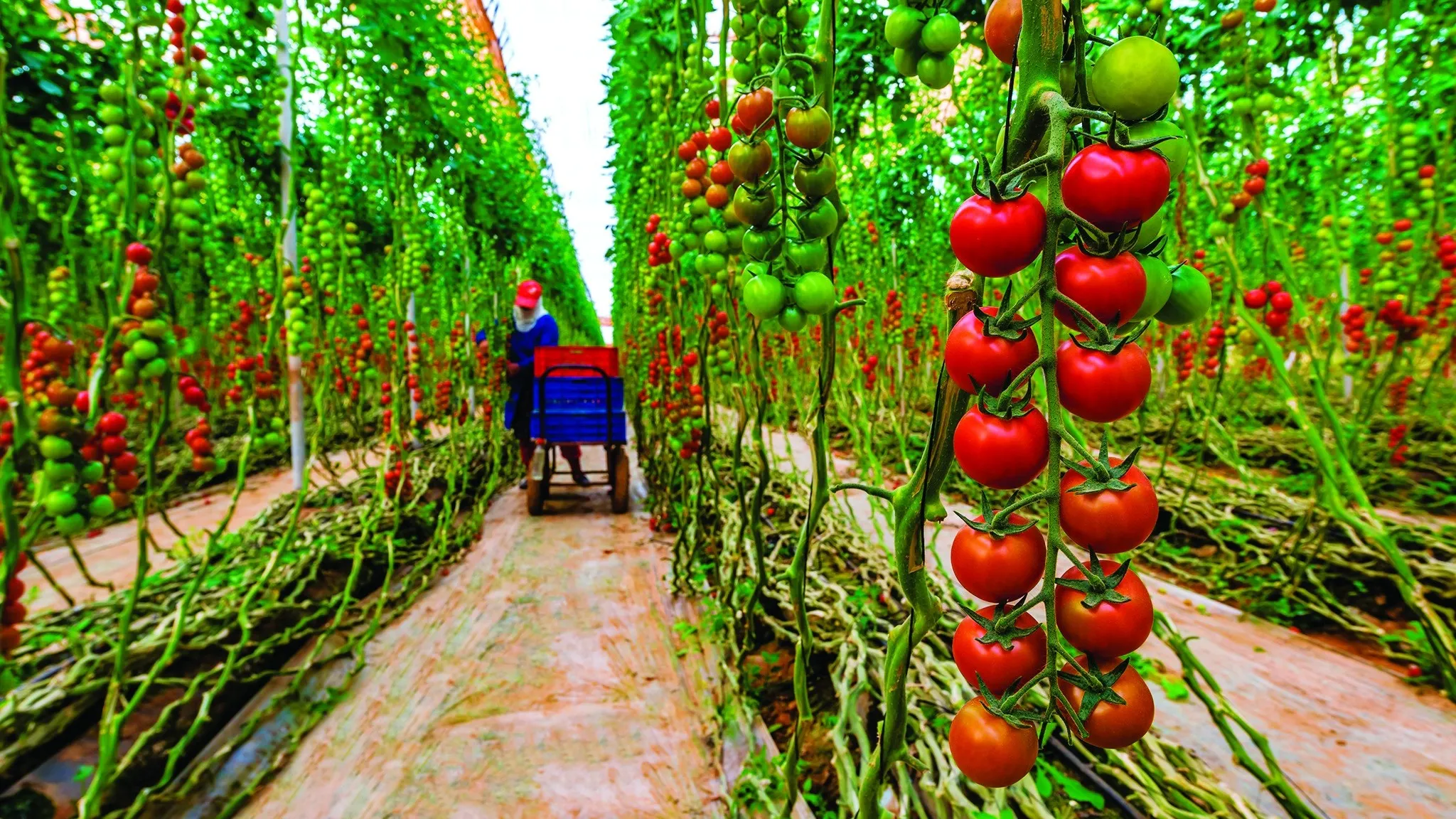 Casablanca-Settat Sees 12% Increase in Vegetable Cultivation for 2025-2026