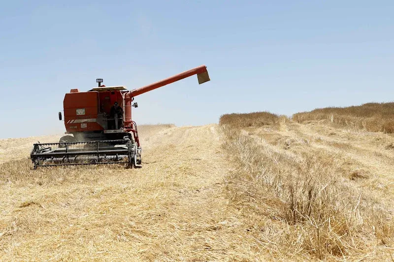 Morocco to Resume Wheat Imports in September to Bolster National Stock