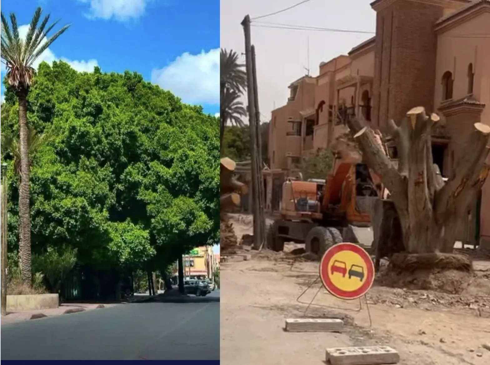 Angry Marrakechi Residents Protest the Cutting of Historic Trees