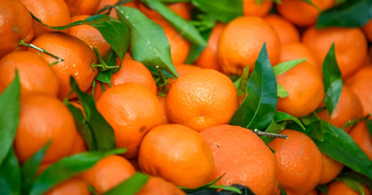 Spain's Clementine Imports from Morocco Surge by 442% in Just One Year