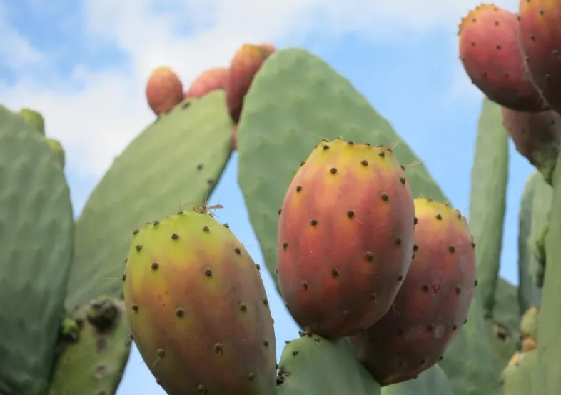 New Study Reveals Bacterial Differences in Cochineal Insects: A Potential Breakthrough for Cactus Crop Protection
