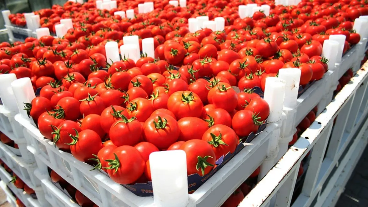 Impact of Stricter EU Pesticide Regulations on Moroccan Tomato Exports