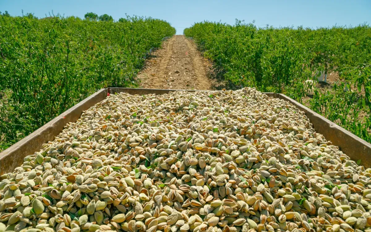 Morocco Emerges as the Leading Importer of American Almonds in North Africa