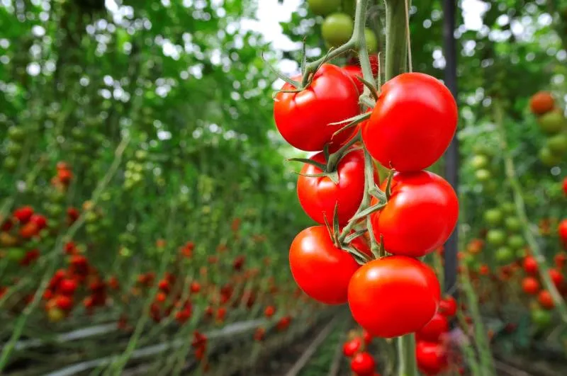 Spain's Fresh Produce Imports from Morocco: A Shift in Volume and Value