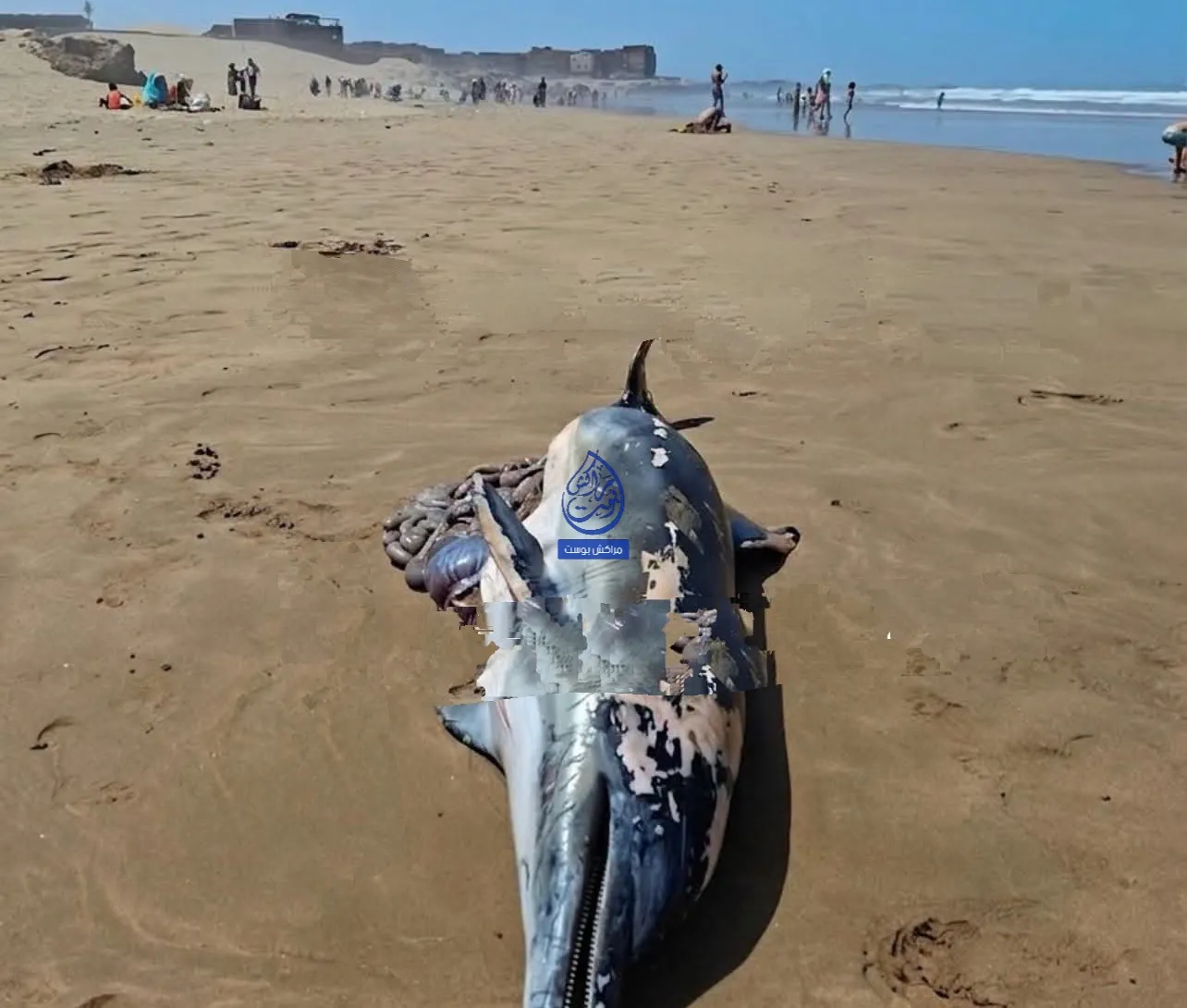 Dolphin Carcass Washes Ashore in Essaouira: An Environmental Concern