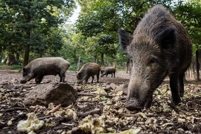 Wild Boar Invasion Causes Havoc in Jerfif Region's Farms
