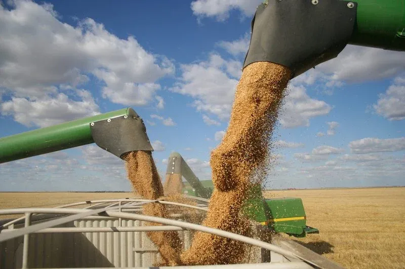 FAO Reports Egypt Achieves Record Wheat Production