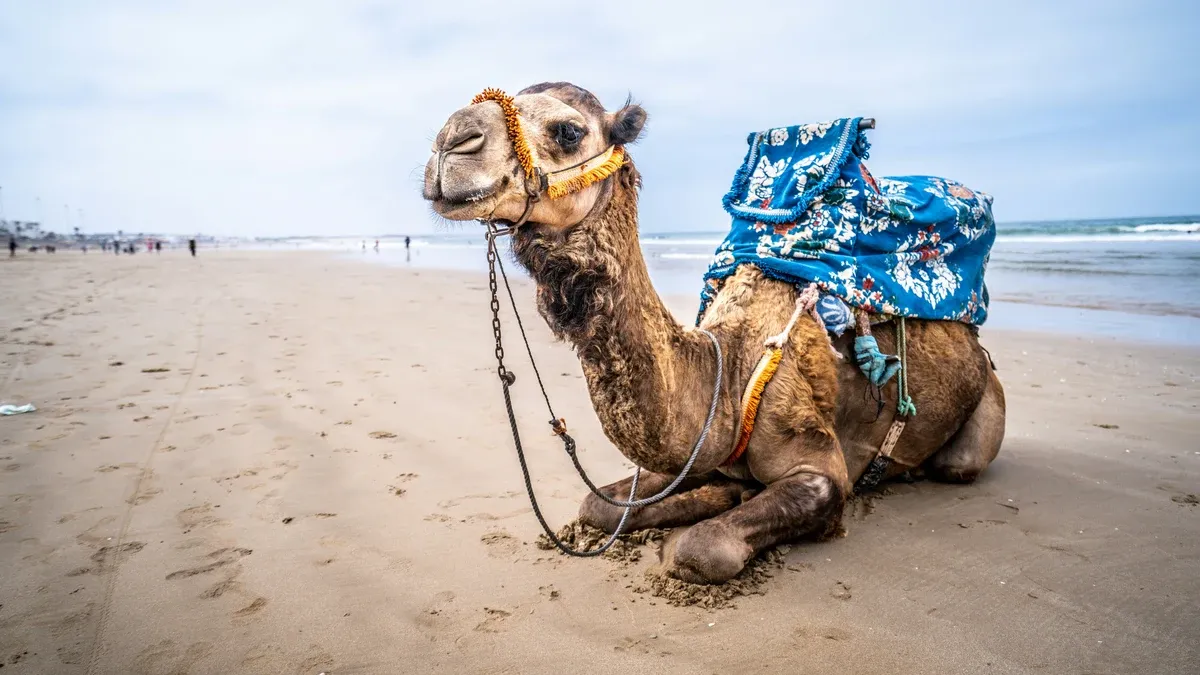 Agadir: A Modern City Risen from Tragedy