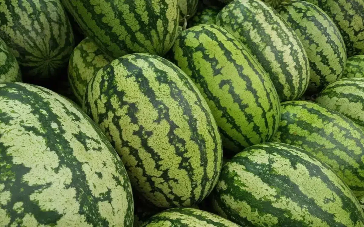 Moroccan Watermelon Exports Surpass Algeria Despite Lower Production