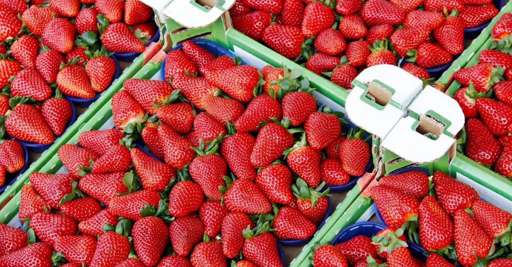 Moroccan Exports of Berries to Britain Surpass 18,000 Tons in 2026