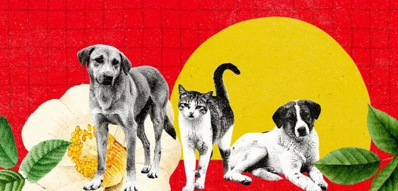 Controversy Surrounds New Animal Protection Law in Morocco
