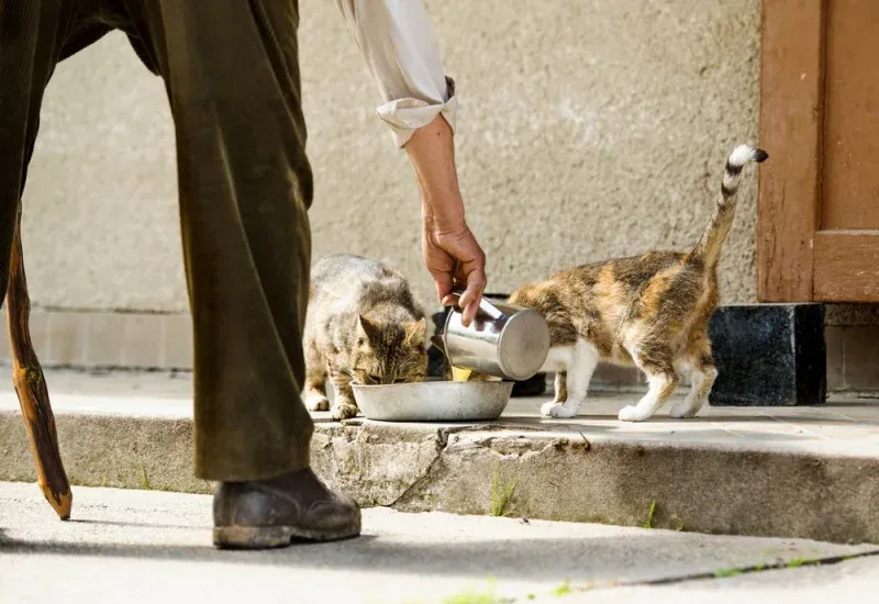 Debate Erupts Over New Regulations on Feeding Stray Animals in Morocco