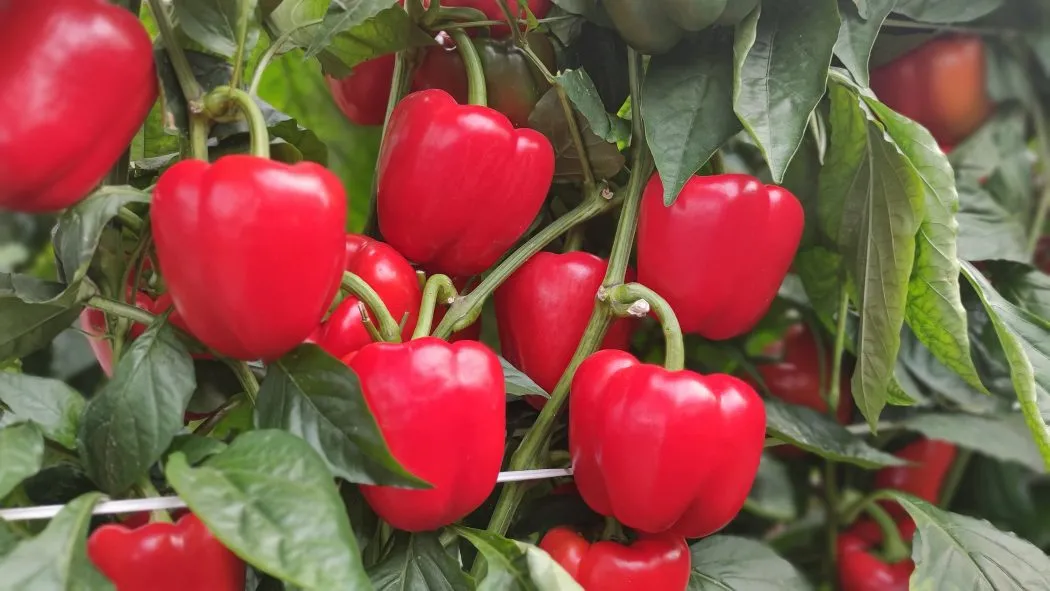 Spain's Growing Dependence on Moroccan Peppers: Import Surge in 2026