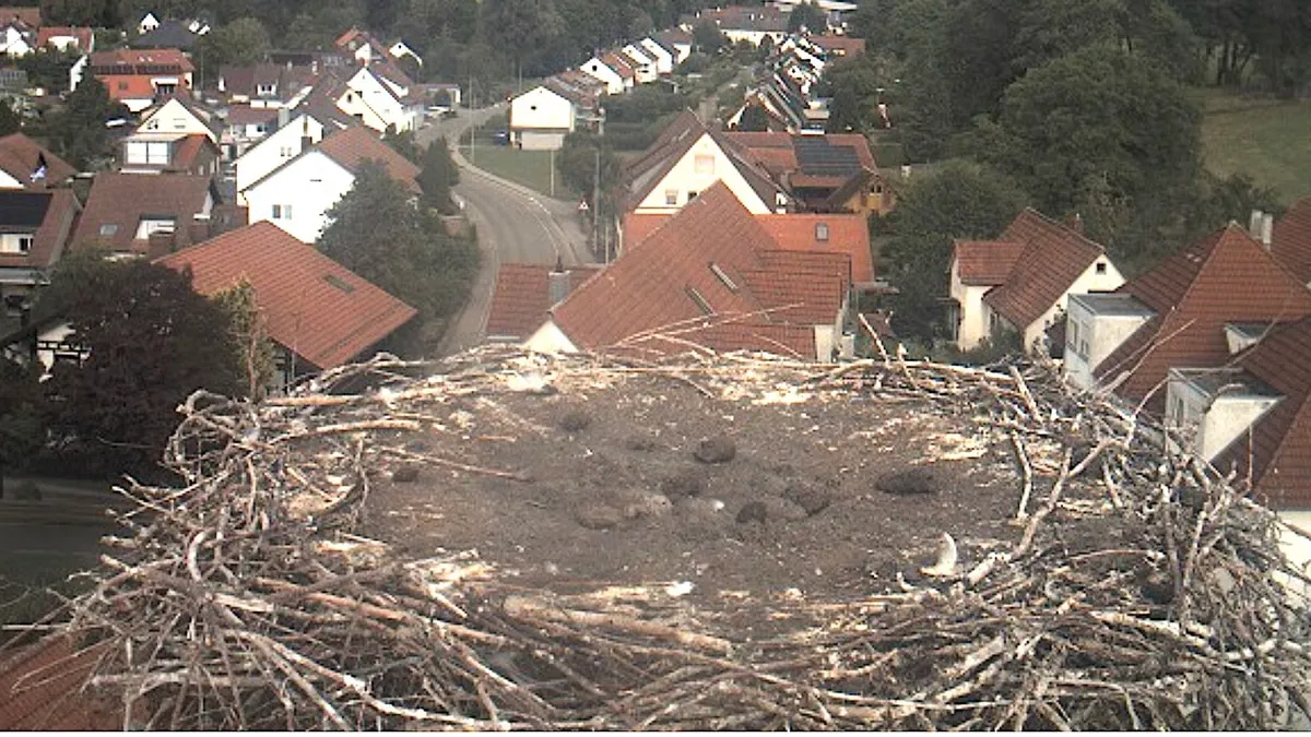 Storks Face Challenges Due to Heatwave in Oberschwaben