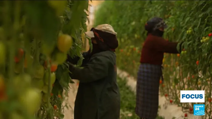 The Rise of Moroccan Tomatoes: A Closer Look at Agricultural Practices and Economic Impact