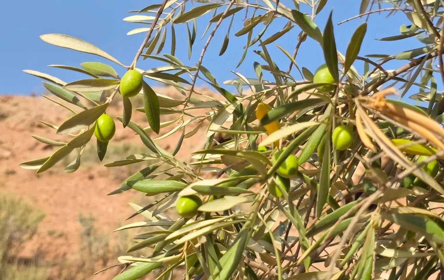 Promising Olive Harvest in Northern Morocco Set to Boost Production and Lower Prices