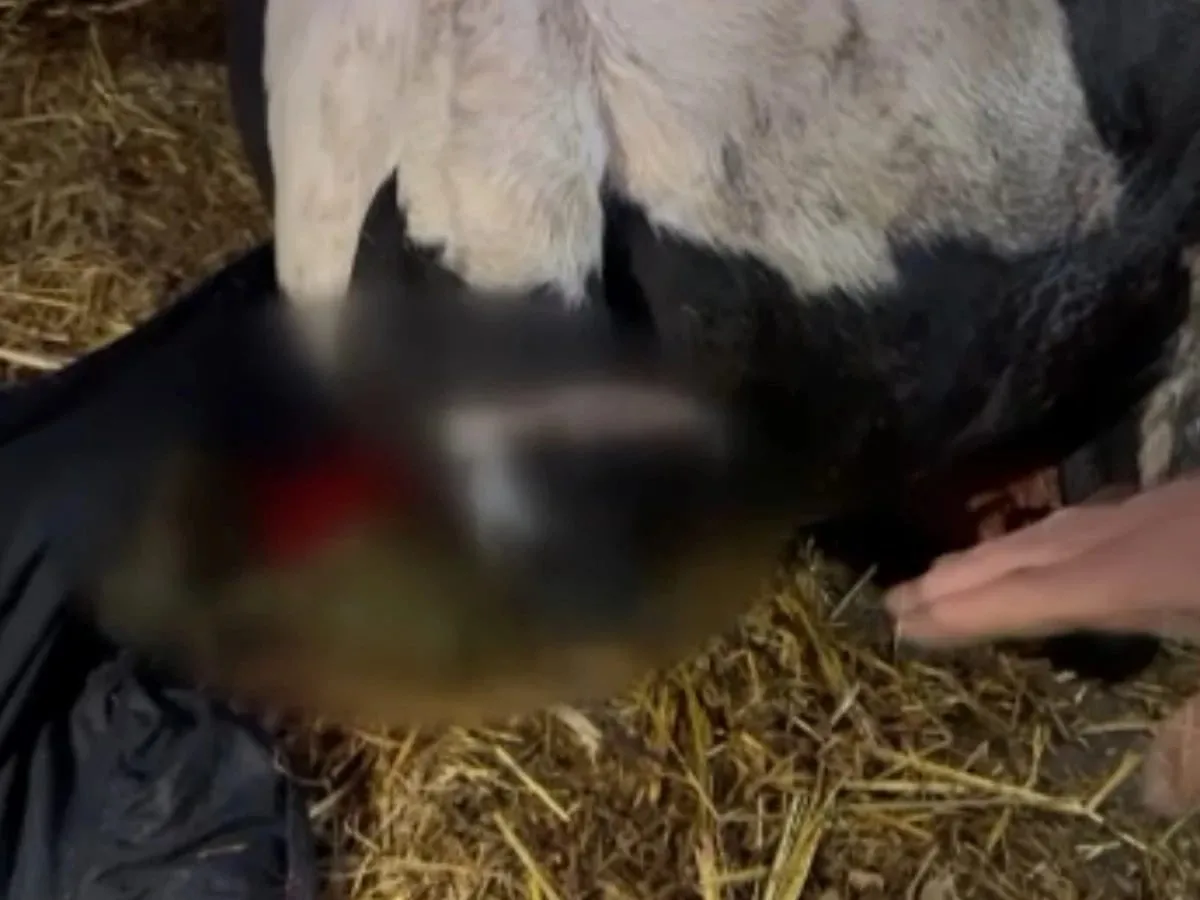 Shocking Incident in Sakarya: Neighbor Cuts Off Cow's Tail with Axe