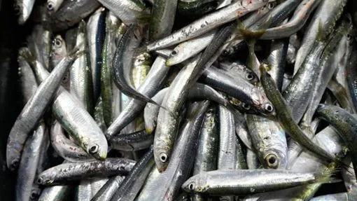 Sardine Shortages Hit Supermarkets: Expert Insights on the Crisis