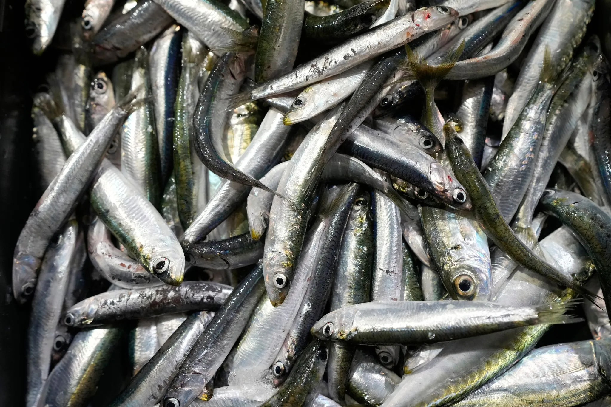 Sardine Shortages Hit Supermarkets Across Europe