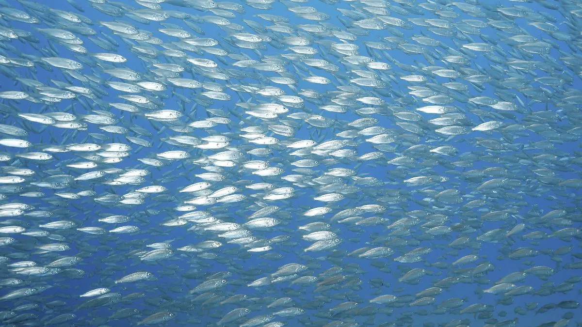 Sardine Shortage Hits Supermarkets: What You Need to Know