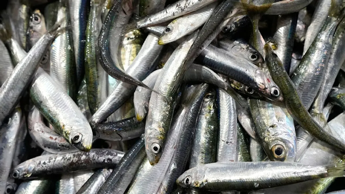 Sardine Shortages in European Supermarkets: Causes and Consequences