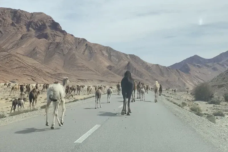 Clarifying the Truth Behind the Alleged Monopoly of Camel Imports from Mauritania to Morocco
