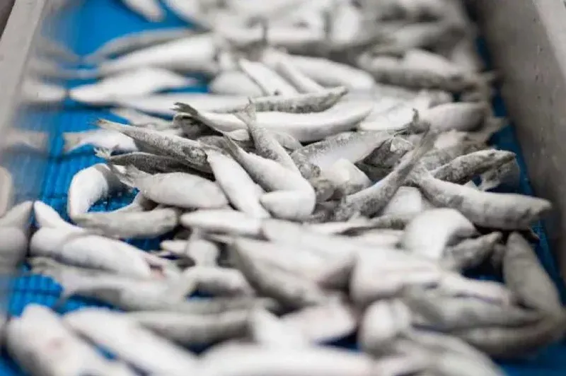 Shortage of Moroccan Sardines in Germany Threatens Price Hikes