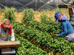 IFC Launches $13.5 Million Guarantee to Support Moroccan Agricultural SMEs