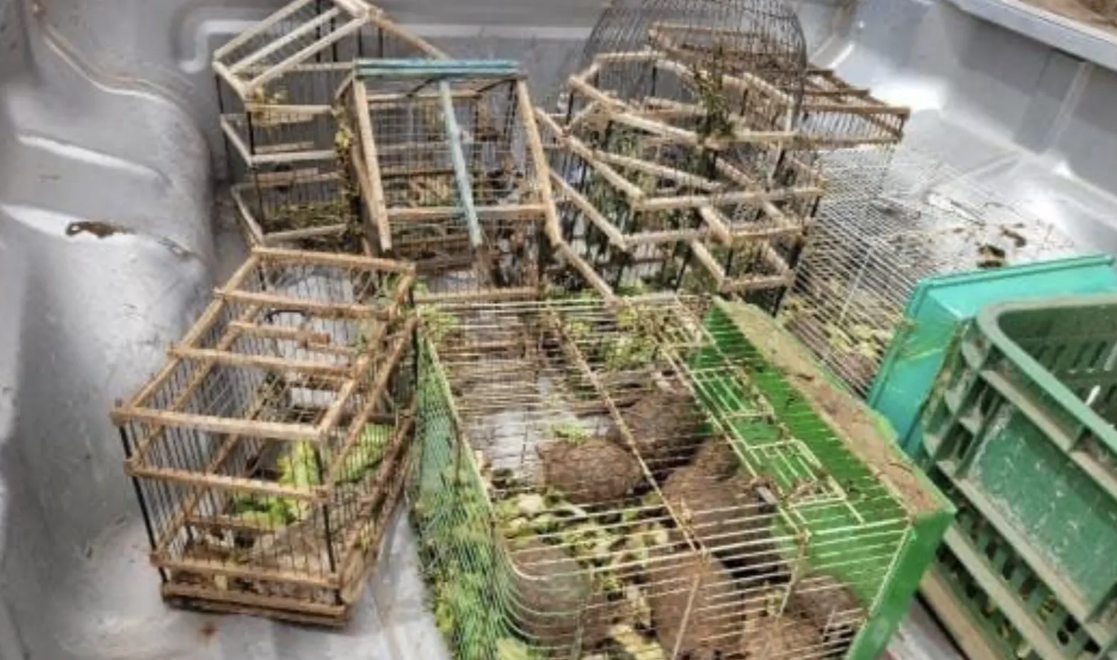 Authorities Crack Down on Illegal Turtle Sales in Marrakech