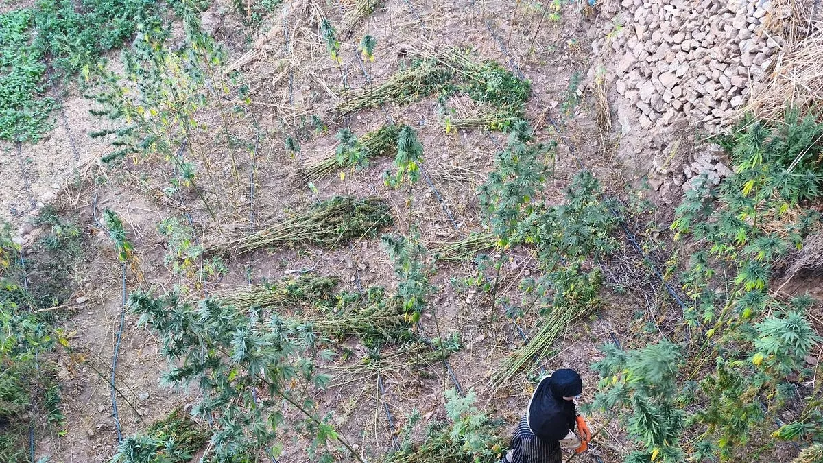 Unveiling the Dark Side: A Journey into Morocco's Hashish Trade