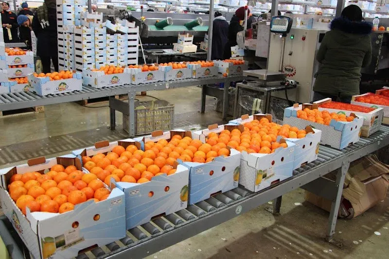 Morocco Leads Spain's Fresh Produce Imports with €950 Million