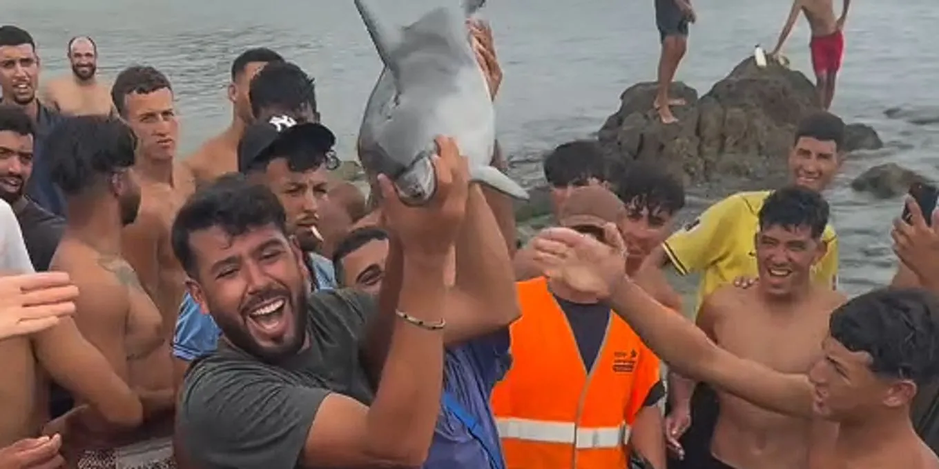Tragic Incident at Ceuta Beach: Migrants Allegedly Kill Dolphin Calf