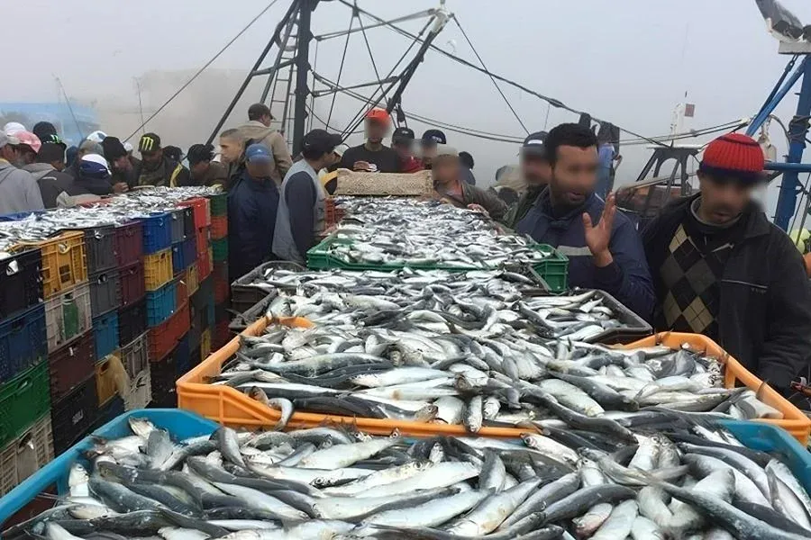 Urgent Call for Vigilance: Potential Threat of Pilchard Herpesvirus to Morocco's Sardine Industry