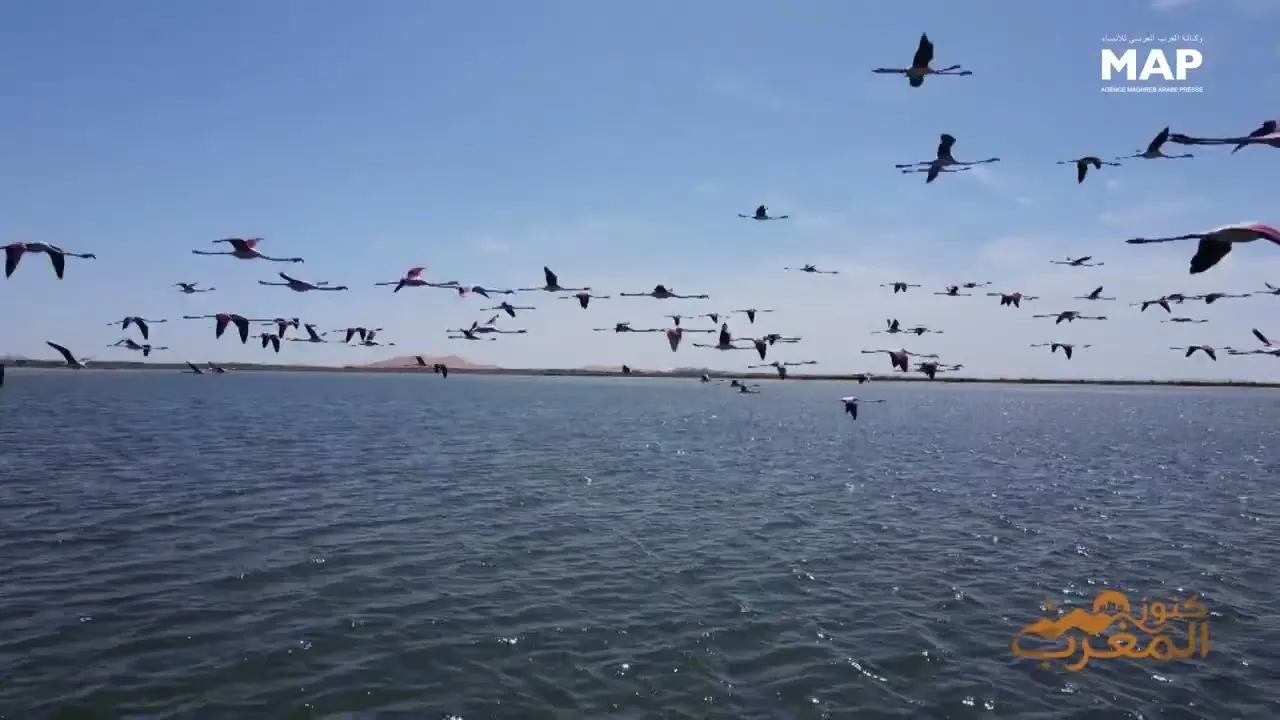 Discovering the Enchanting Flamingos of Dayet Srij in Merzouga, Morocco