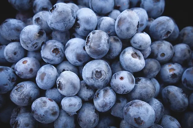 Morocco's Blueberries Surge in Popularity in Finland's Market