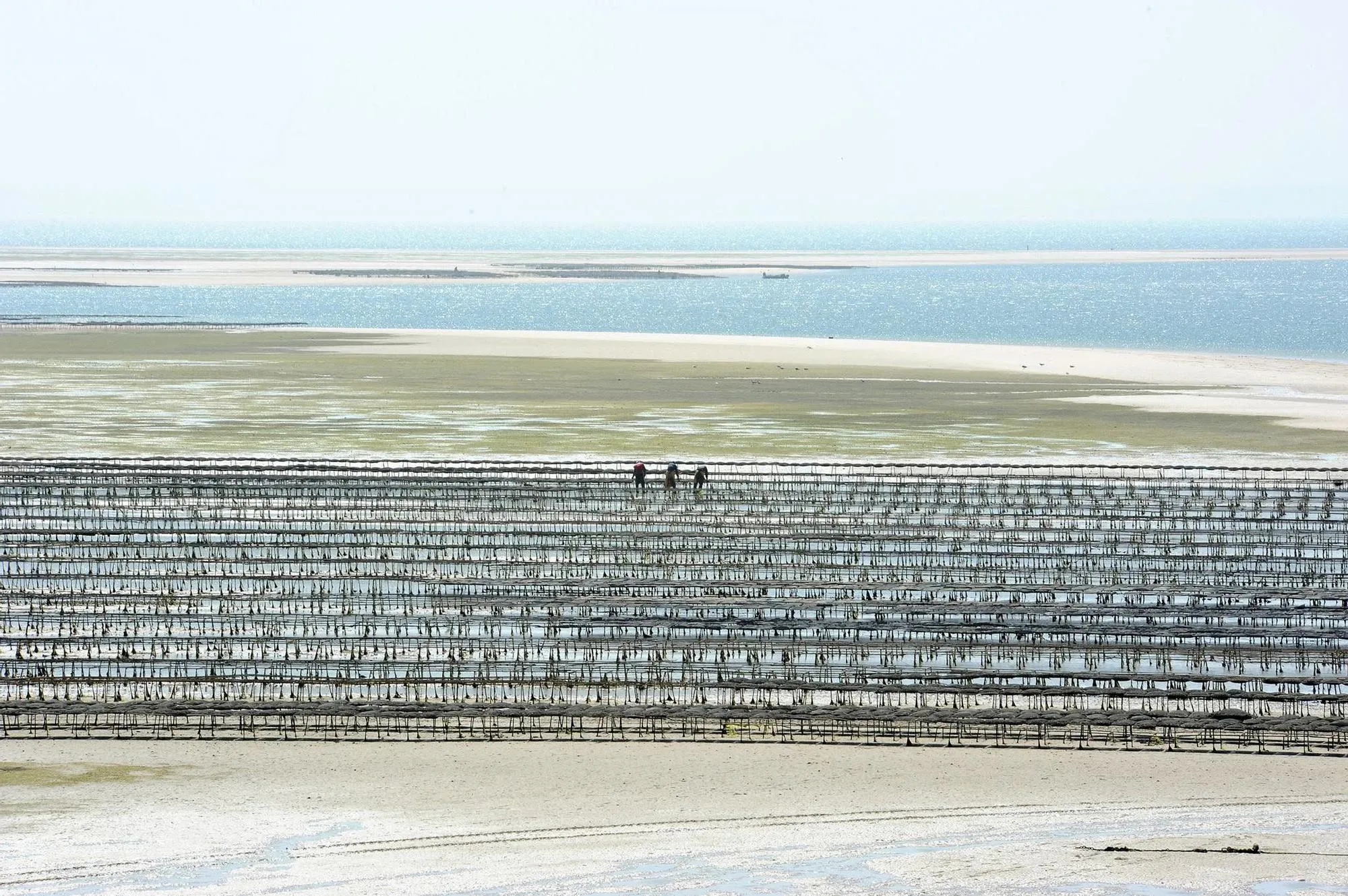Morocco Resumes Clam Supply, Capitalizing on Galician Seafood Crisis
