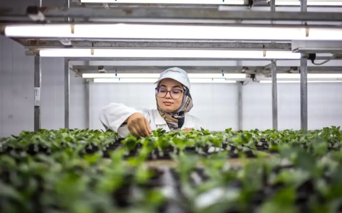 Azura Unveils Its Vast Agricultural Empire in Morocco: 24 Farms and 500 Hectares of Tomatoes