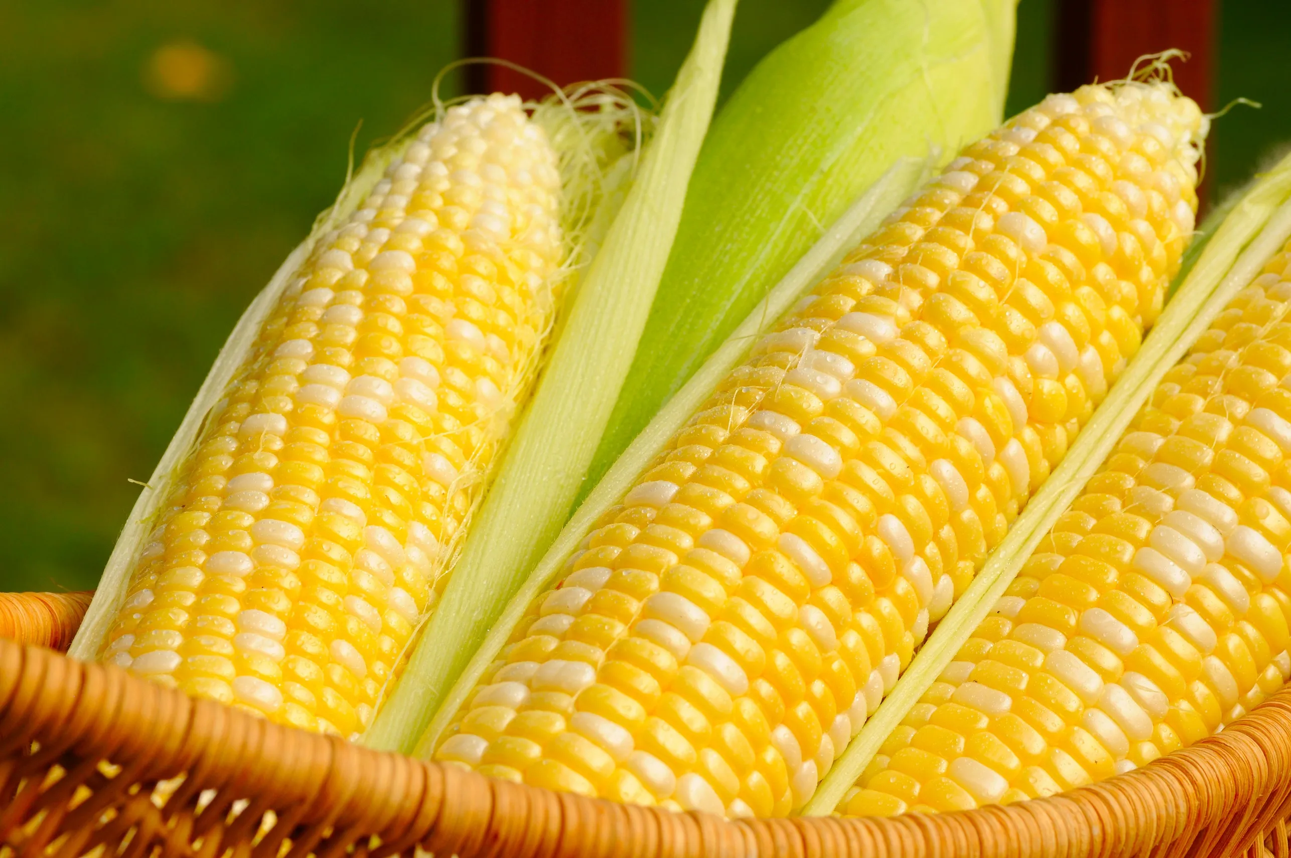 Surge in Argentine Corn Exports to North Africa Amidst Ukrainian Disruptions