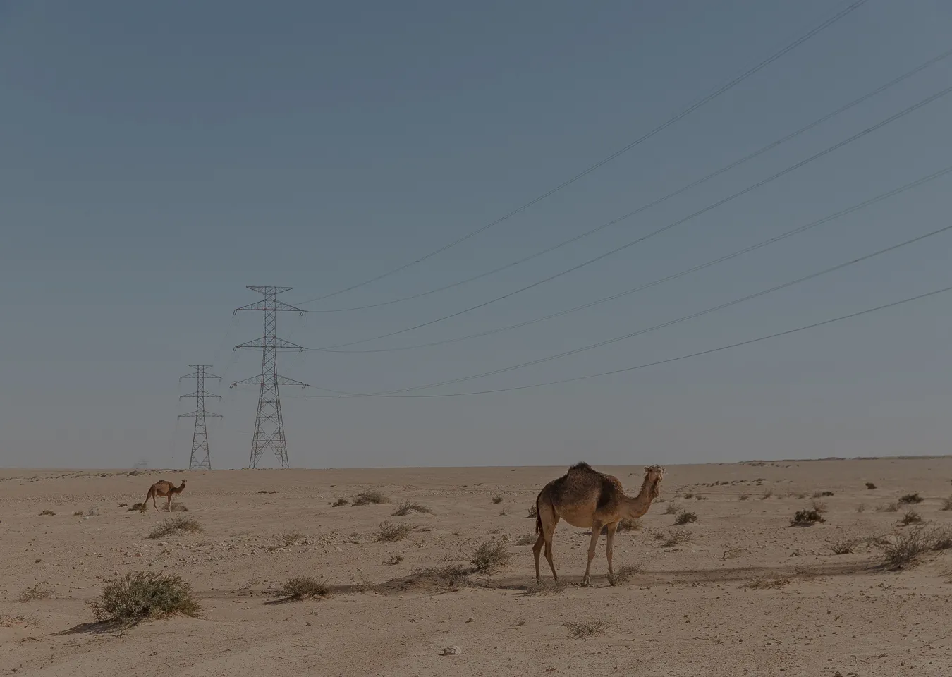 Moroccan Royal Business Ties Expand into Occupied Western Sahara with New High-Voltage Project