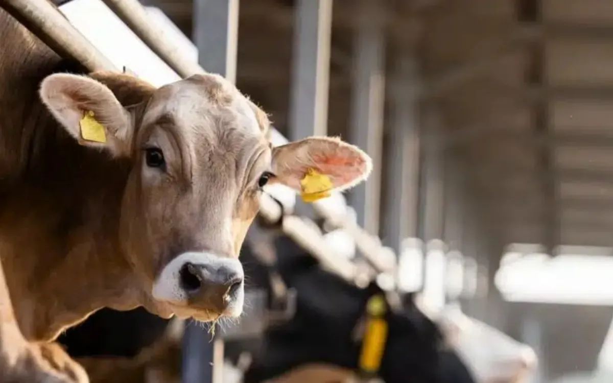 Brazilian Beef Finds New Market in Morocco Amid EU Restrictions