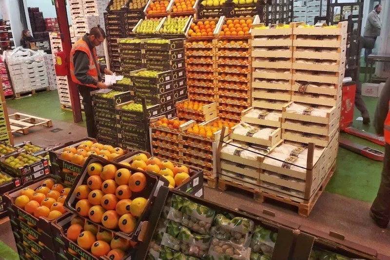 Moroccan Agriculture Faces Pressure from Spain Amid Boycotts and Targeting Campaigns
