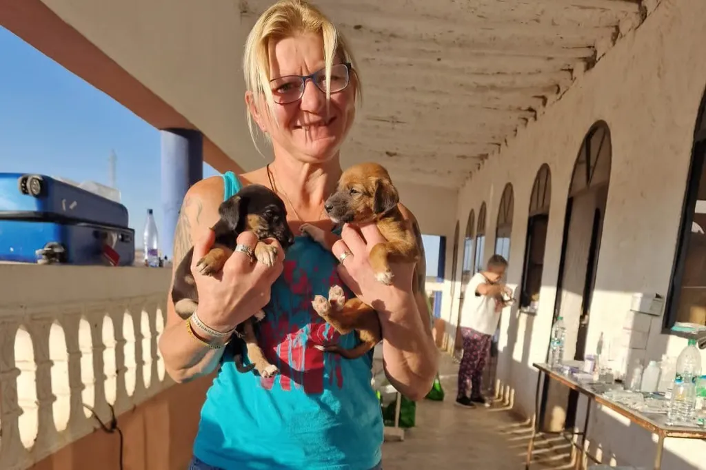 Dedicated Friends Join Forces to Aid Stray Animals in Morocco