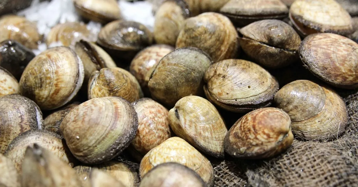 Shellfish Harvesting and Sales Suspended in Imi Ouaddar, Agadir