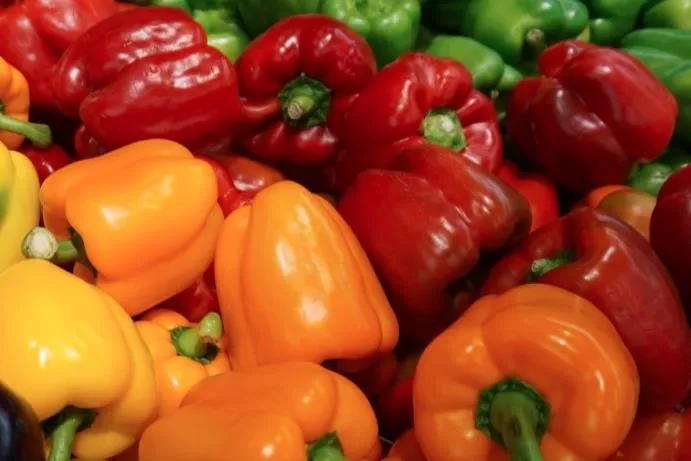 Morocco's Sweet Pepper Exports Surge, Set to Overtake Germany in UK Market