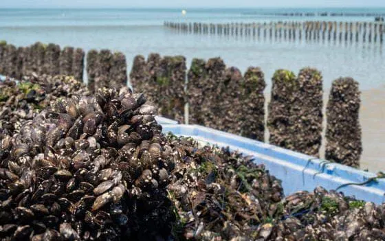 Temporary Ban on Shellfish Harvesting in Imi Ouaddar Due to Toxic Contamination
